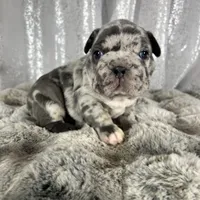 Blue Merle , a male French Bulldog for sale in Aurora, CO – Photo 10 of 10