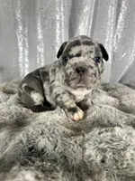 Blue Merle , a male French Bulldog for sale in Aurora, CO – Photo 2 of 7