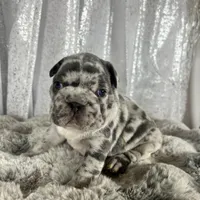 Blue Merle , a male French Bulldog for sale in Aurora, CO – Photo 9 of 10