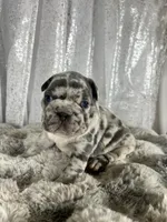 Blue Merle , a male French Bulldog for sale in Aurora, CO – Photo 7 of 7