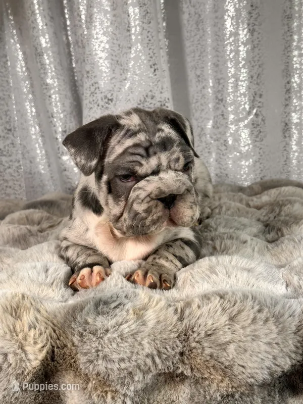 Blue Merle  – French Bulldog puppy for sale in Aurora, CO