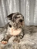 Blue Merle , a male French Bulldog for sale in Aurora, CO – Photo 4 of 10