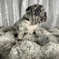 Blue Merle , a male French Bulldog for sale in Aurora, CO – Photo 6 of 10