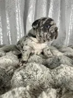 Blue Merle , a male French Bulldog for sale in Aurora, CO – Photo 1 of 7