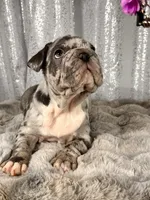 Blue Merle , a male French Bulldog for sale in Aurora, CO – Photo 2 of 10