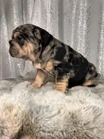 Black/Blue Merle and Tan Points, a male French Bulldog for sale in Aurora, CO – Photo 3 of 10