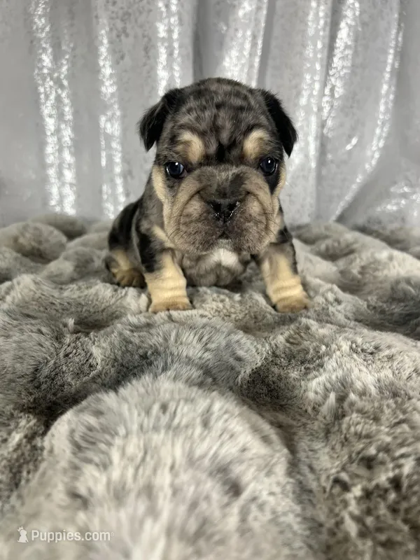 Black/Blue Merle and Tan Points