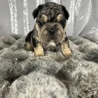 Black/Blue Merle and Tan Points, a male French Bulldog for sale in Aurora, CO – Photo 9 of 10