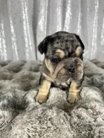 Black/Blue Merle and Tan Points, a male French Bulldog for sale in Aurora, CO – Photo 2 of 9