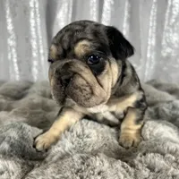 Black/Blue Merle and Tan Points, a male French Bulldog for sale in Aurora, CO – Photo 4 of 10