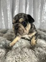 Black/Blue Merle and Tan Points, a male French Bulldog for sale in Aurora, CO – Photo 5 of 9