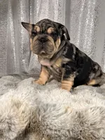Black/Blue Merle and Tan Points, a male French Bulldog for sale in Aurora, CO – Photo 2 of 10