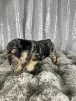Black/Blue Merle and Tan Points, a male French Bulldog for sale in Aurora, CO – Photo 6 of 9