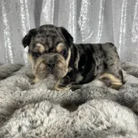 Black/Blue Merle and Tan Points, a male French Bulldog for sale in Aurora, CO – Photo 7 of 10