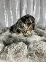 Black/Blue Merle and Tan Points, a male French Bulldog for sale in Aurora, CO – Photo 9 of 9