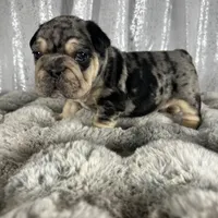 Black/Blue Merle and Tan Points, a male French Bulldog for sale in Aurora, CO – Photo 10 of 10