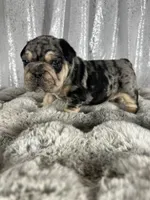 Black/Blue Merle and Tan Points, a male French Bulldog for sale in Aurora, CO – Photo 4 of 9