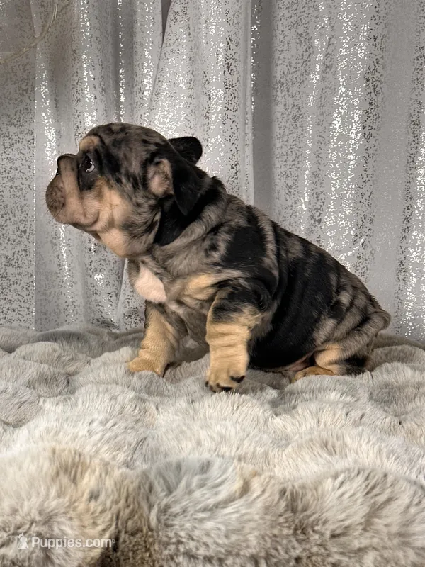 Black/Blue Merle and Tan Points – French Bulldog puppy for sale in Aurora, CO