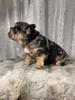 Black/Blue Merle and Tan Points, a male French Bulldog for sale in Aurora, CO – Photo 1 of 10