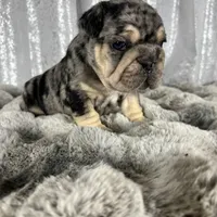 Black/Blue Merle and Tan Points, a male French Bulldog for sale in Aurora, CO – Photo 8 of 10