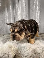 Black/Blue Merle and Tan Points, a male French Bulldog for sale in Aurora, CO – Photo 5 of 10