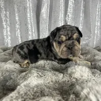 Black/Blue Merle and Tan Points, a male French Bulldog for sale in Aurora, CO – Photo 6 of 10