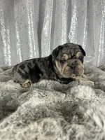 Black/Blue Merle and Tan Points, a male French Bulldog for sale in Aurora, CO – Photo 7 of 9