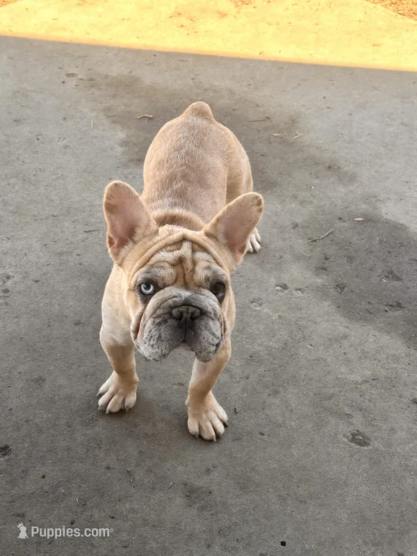 Rojo/Cream Merle Female