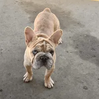 Rojo/Cream Merle Female, a female French Bulldog for sale in Aurora, CO – Photo 1 of 2