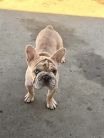 Rojo/Cream Merle Female, a female French Bulldog for sale in Aurora, CO – Photo 1 of 2