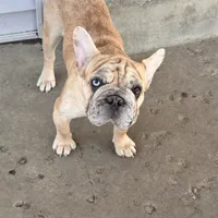 Rojo/Cream Merle Female, a female French Bulldog for sale in Aurora, CO – Photo 2 of 2