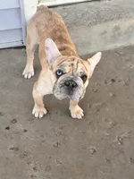 Rojo/Cream Merle Female, a female French Bulldog for sale in Aurora, CO – Photo 2 of 2