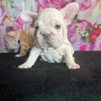 Cream Velvet Big Rope, a female French Bulldog for sale in Aurora, CO – Photo 5 of 7