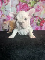 Cream Velvet Big Rope, a female French Bulldog for sale in Aurora, CO – Photo 5 of 7
