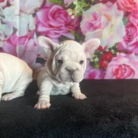 Cream Velvet Big Rope, a female French Bulldog for sale in Aurora, CO – Photo 6 of 7