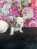 Cream Velvet Big Rope, a female French Bulldog for sale in Aurora, CO – Photo 6 of 7