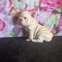 Cream Velvet Big Rope, a female French Bulldog for sale in Aurora, CO – Photo 7 of 7