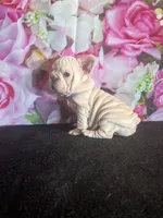 Cream Velvet Big Rope, a female French Bulldog for sale in Aurora, CO – Photo 7 of 7