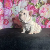 Cream Velvet Big Rope, a female French Bulldog for sale in Aurora, CO – Photo 3 of 7