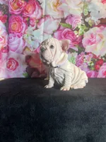 Cream Velvet Big Rope, a female French Bulldog for sale in Aurora, CO – Photo 3 of 7