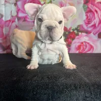 Cream Velvet Big Rope, a female French Bulldog for sale in Aurora, CO – Photo 4 of 7