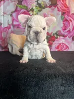 Cream Velvet Big Rope, a female French Bulldog for sale in Aurora, CO – Photo 4 of 7