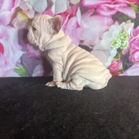 Cream Velvet Big Rope, a female French Bulldog for sale in Aurora, CO – Photo 2 of 7