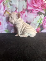 Cream Velvet Big Rope, a female French Bulldog for sale in Aurora, CO – Photo 2 of 7