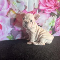 Cream Velvet Big Rope, a female French Bulldog for sale in Aurora, CO – Photo 1 of 7