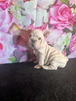 Cream Velvet Big Rope, a female French Bulldog for sale in Aurora, CO – Photo 1 of 7