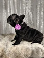 Double cocoa Female , a female French Bulldog for sale in Aurora, CO – Photo 4 of 4