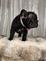 Double cocoa Female , a female French Bulldog for sale in Aurora, CO – Photo 2 of 4