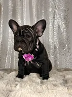 Double cocoa Female , a female French Bulldog for sale in Aurora, CO – Photo 3 of 4