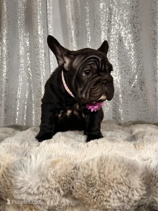Double cocoa Female  – French Bulldog puppy for sale in Aurora, CO